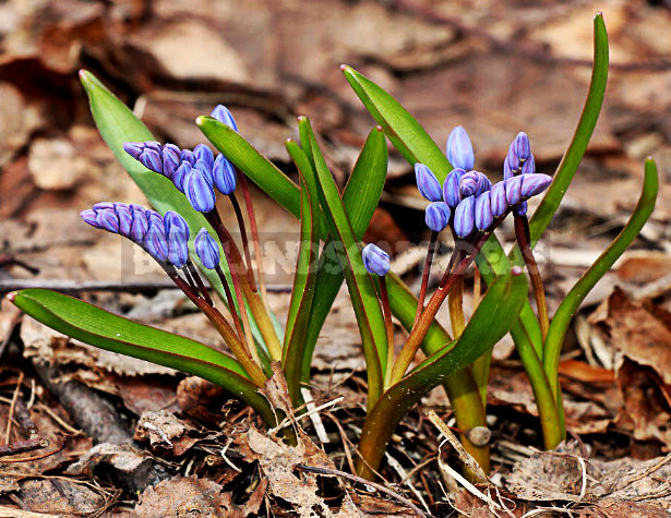 How To Plant And Care For Scilla