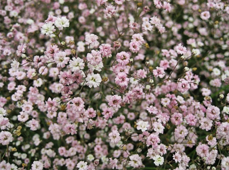 How To Plant And Care For Gypsophila - Best Landscape Ideas