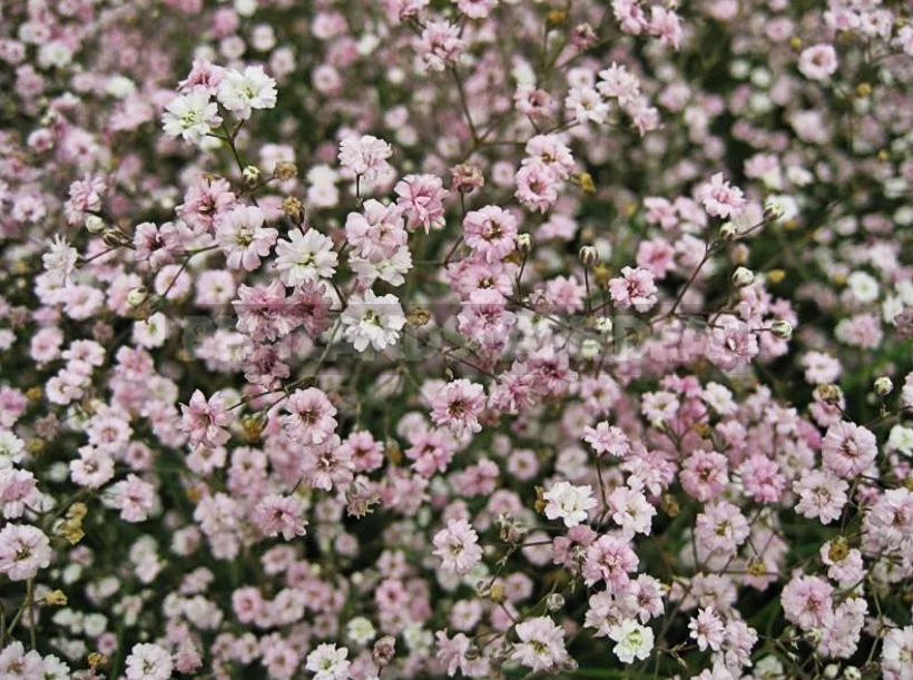 How To Plant And Care For Gypsophila