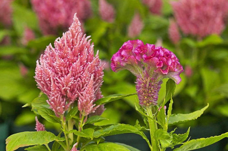 How To Plant And Care For Celosia Best Landscape Ideas