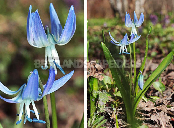 How To Plant And Care For Scilla