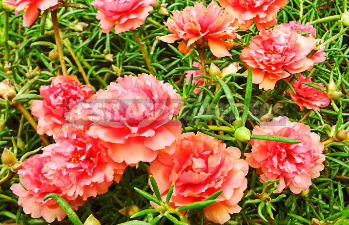How To Plant And Care For Portulaca