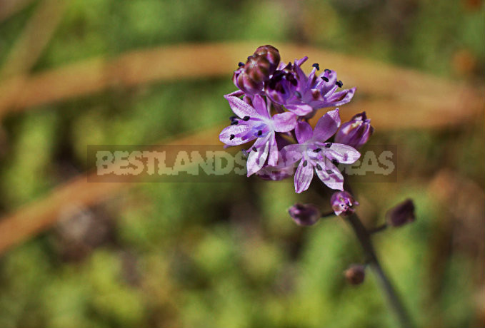 How To Plant And Care For Scilla