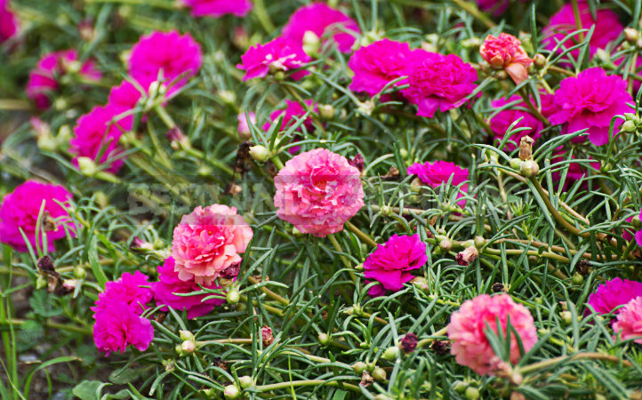 How To Plant And Care For Portulaca