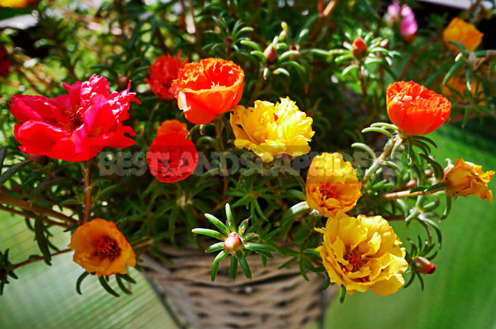 How To Plant And Care For Portulaca