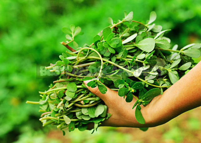 How To Plant And Care For Portulaca