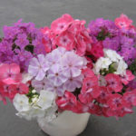 About Phlox With Love