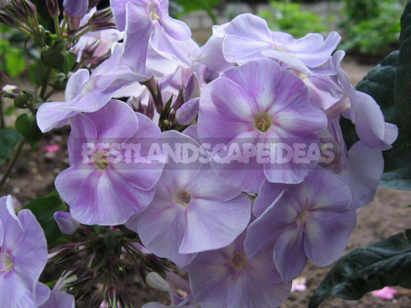 About Phlox With Love
