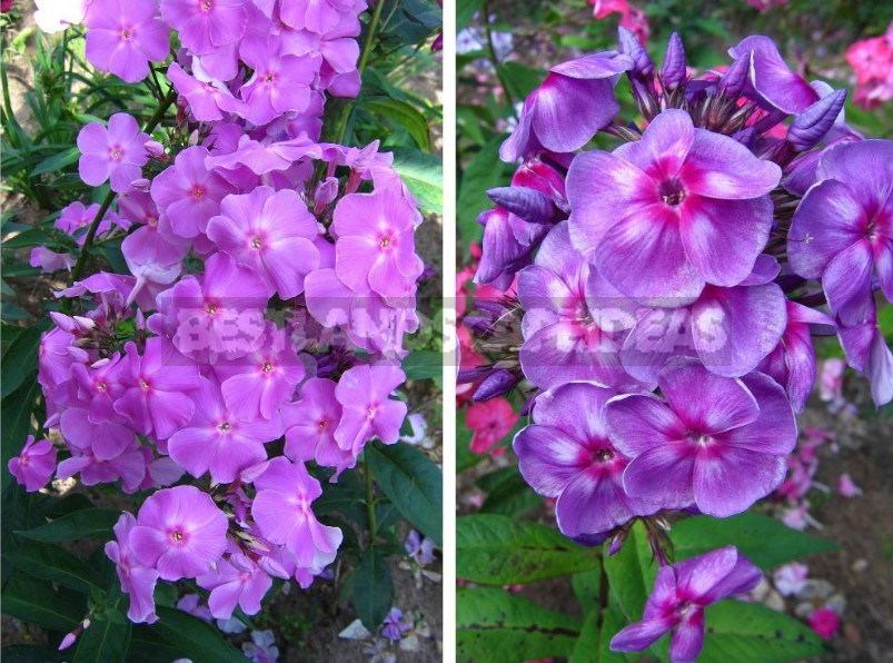 About Phlox With Love