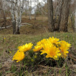 Adonis: Wild Species and Garden Cultivation