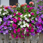Petunias for Balconies, Loggias and Terraces
