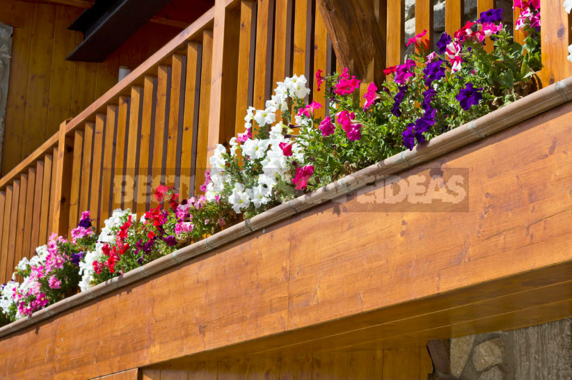 Petunias for Balconies, Loggias and Terraces
