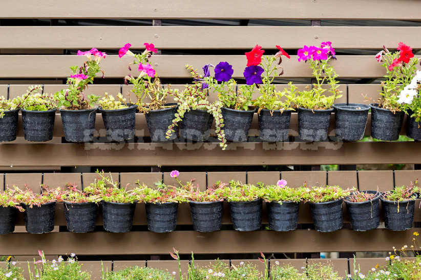Petunias for Balconies, Loggias and Terraces