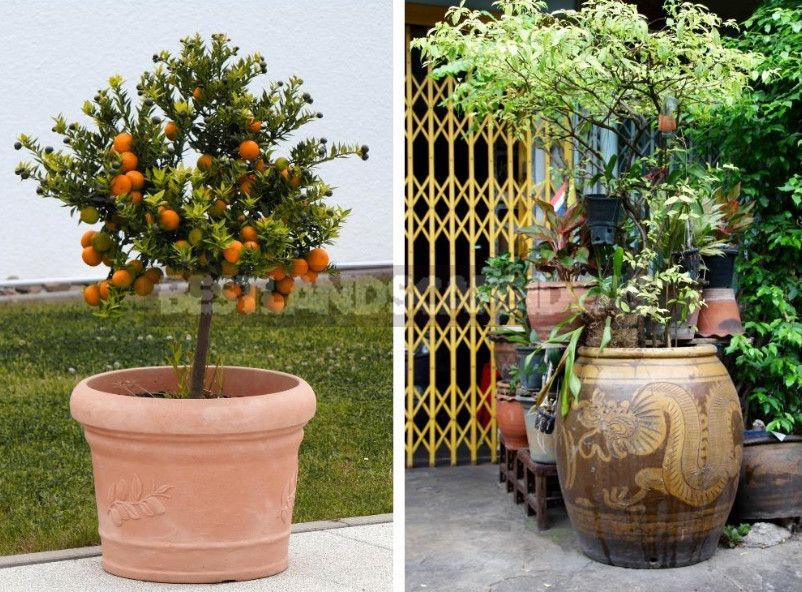 Trees in Containers: What to Grow