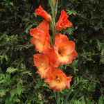 Corms Exotics in the Middle Lane