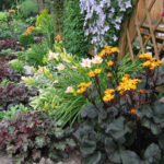 Heuchera: Species, Varieties, Features (Part 2)