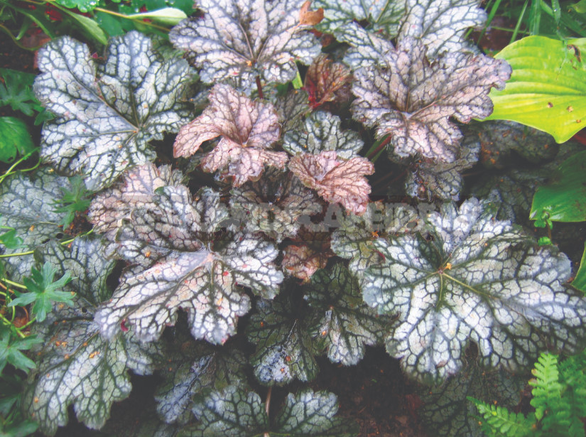 Heuchera: Species, Varieties, Features (Part 2)