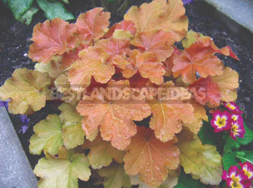 Heuchera: Species, Varieties, Features (Part 1)