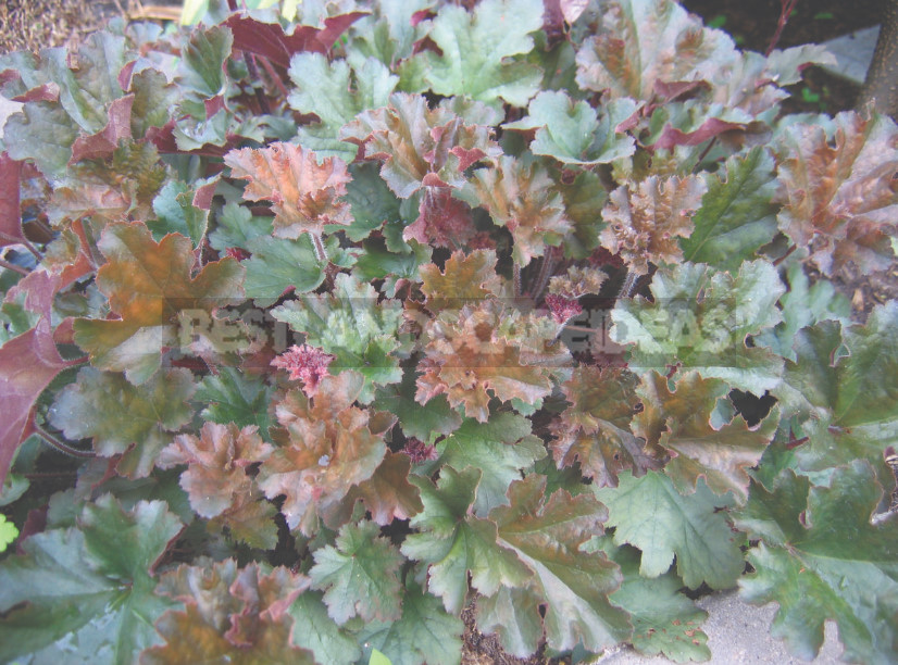 Heuchera: Species, Varieties, Features (Part 1)