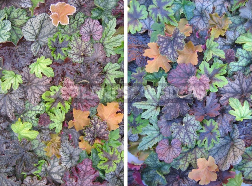 Heuchera: Species, Varieties, Features (Part 1)