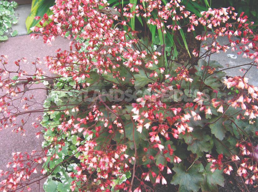 Heuchera: Species, Varieties, Features (Part 1)