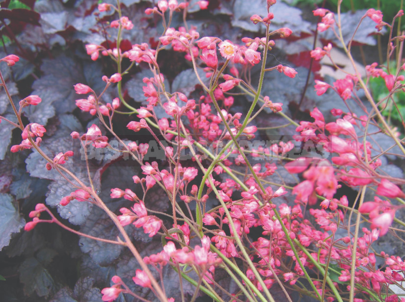 Heuchera: Species, Varieties, Features (Part 2)