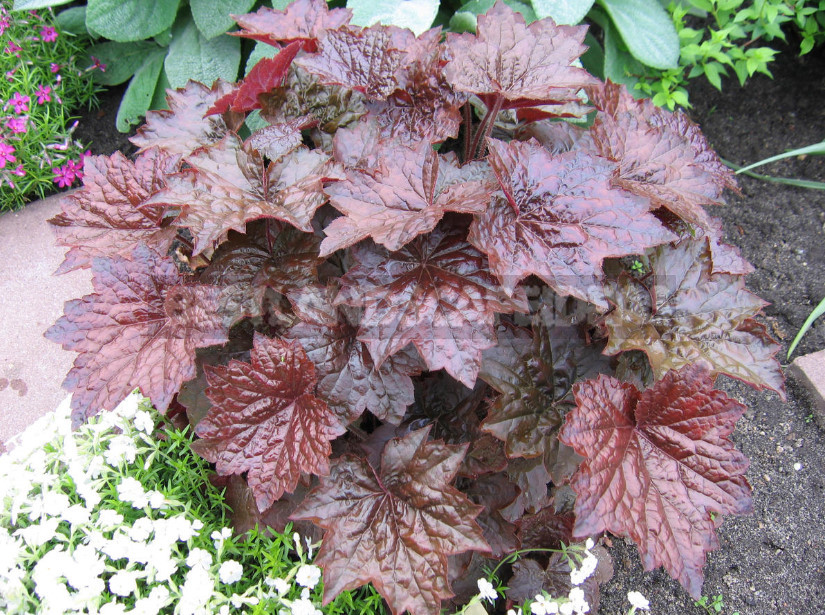 Heuchera: Species, Varieties, Features (Part 2)