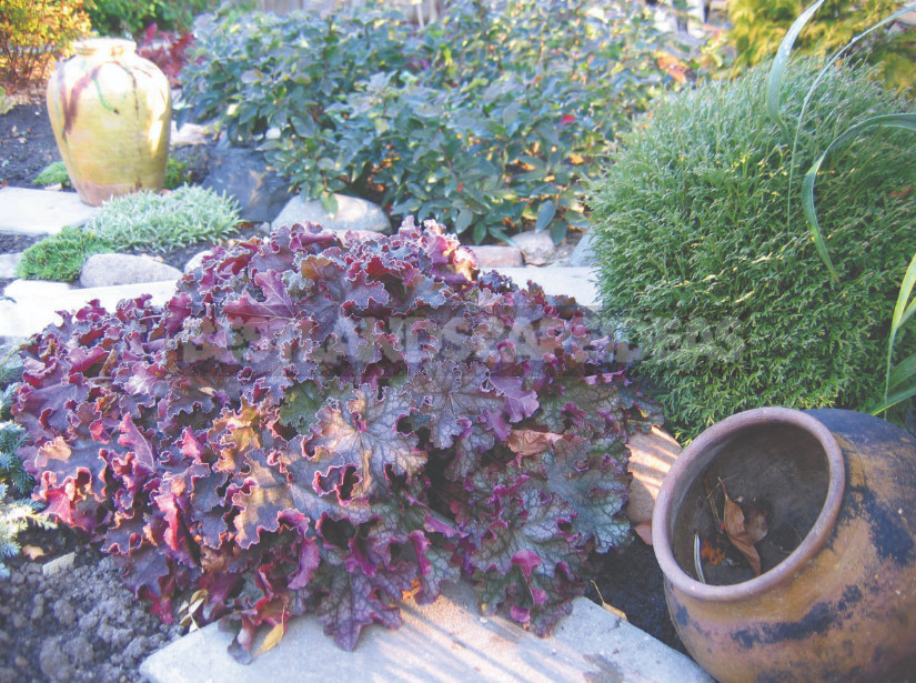 Heuchera: Species, Varieties, Features (Part 2)