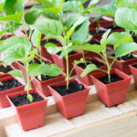 Grow Eggplant Seedlings