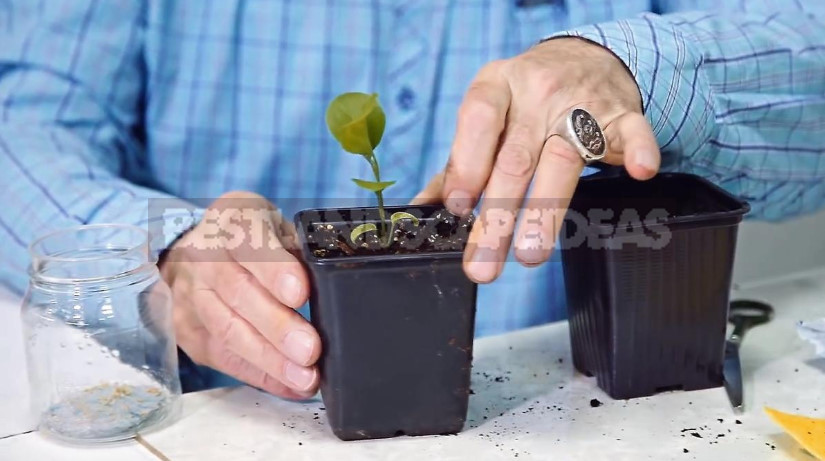 Grow Eggplant Seedlings