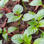 Grow the Seedlings Pepper