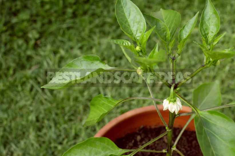 Grow the Seedlings Pepper
