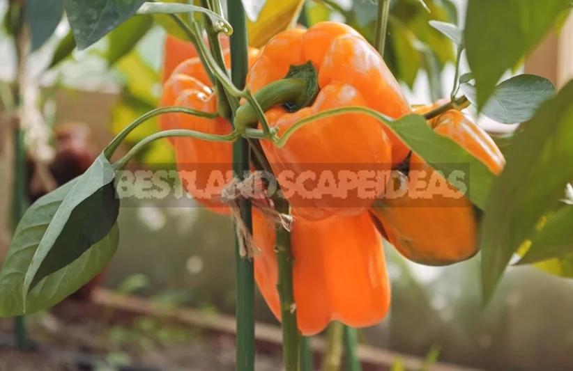Grow the Seedlings Pepper