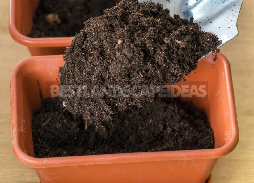 Grow the Seedlings Pepper