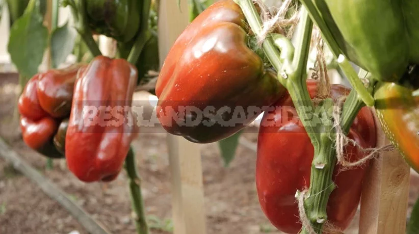 Grow the Seedlings Pepper