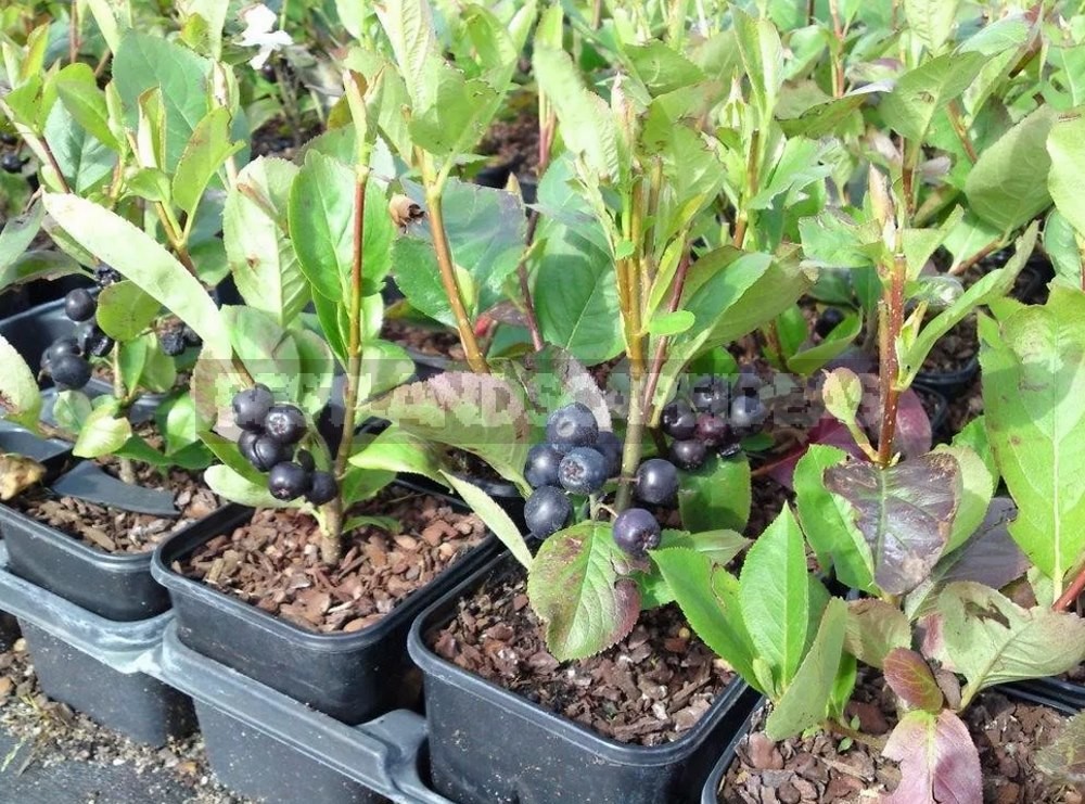 How To Plant And Care For Aronia Melanocarpa