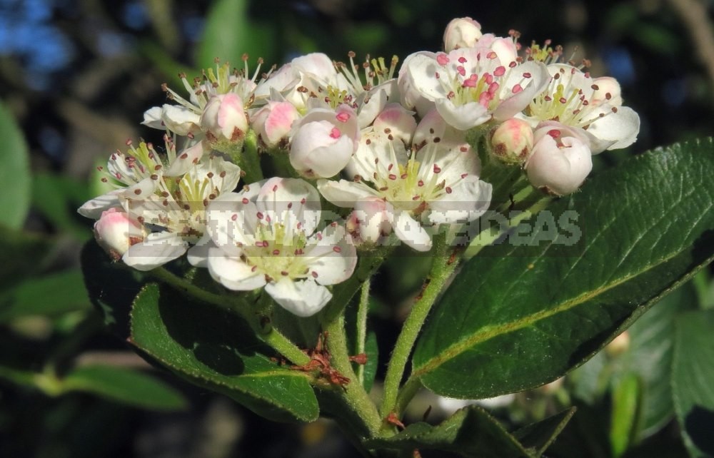 How To Plant And Care For Aronia Melanocarpa