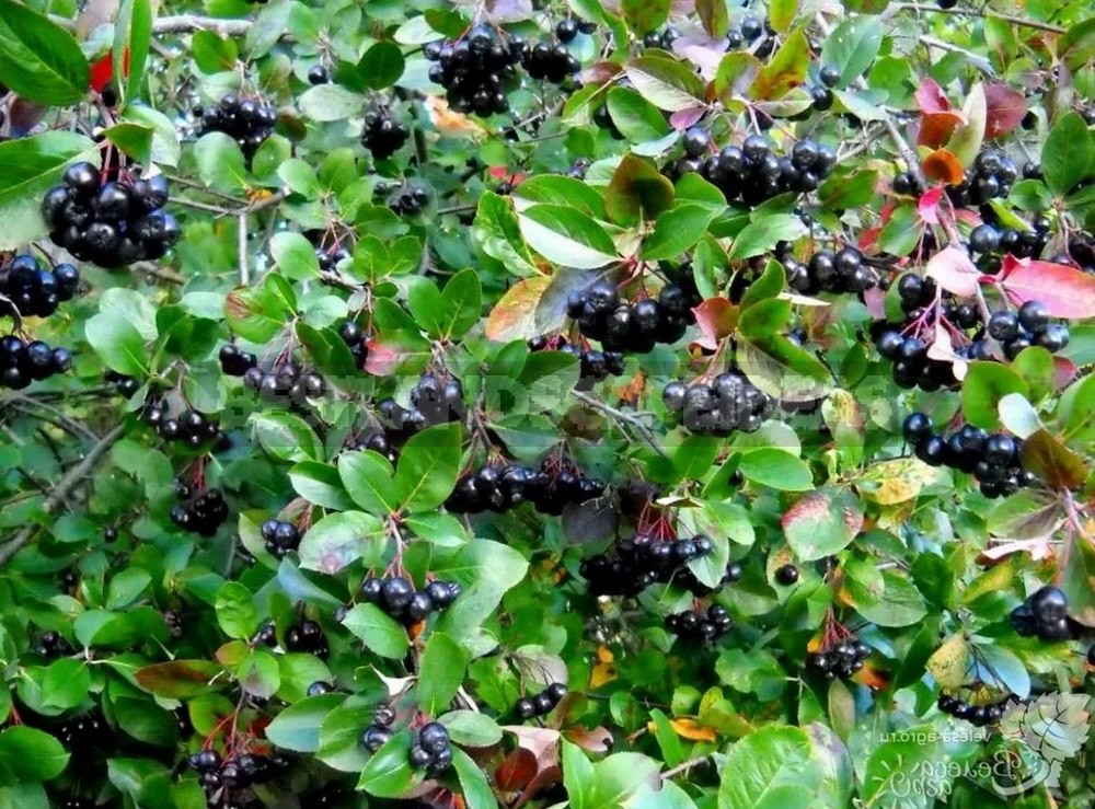 How To Plant And Care For Aronia Melanocarpa