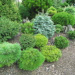 How to Choose Miniature Conifers for Your Garden