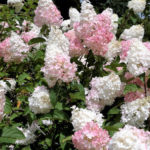 Hydrangea Paniculate: the Best Varieties and Not Only (Part 2)