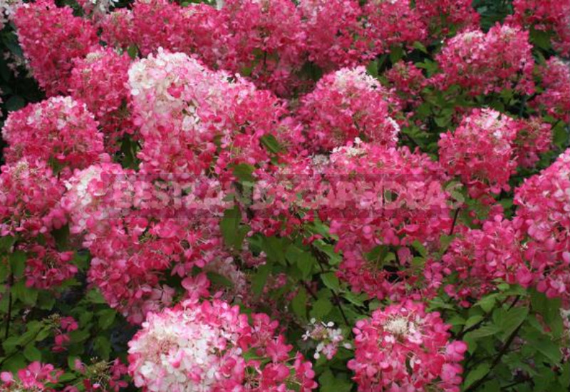 Hydrangea Paniculate: the Best Varieties and Not Only (Part 2)