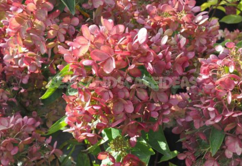 Hydrangea Paniculate: the Best Varieties and Not Only (Part 2)