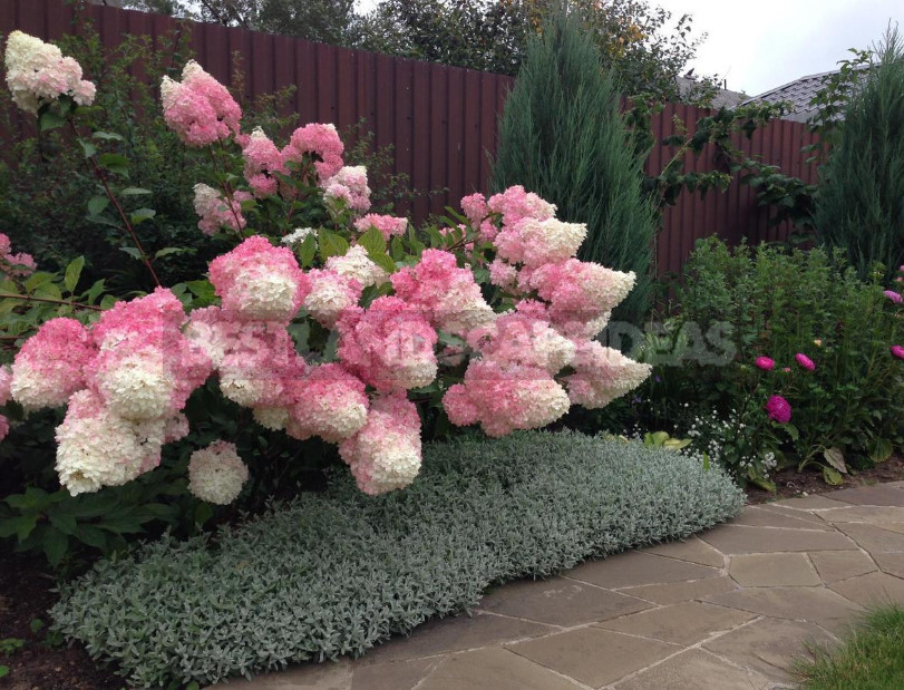Hydrangea Paniculate: the Best Varieties and Not Only (Part 1)
