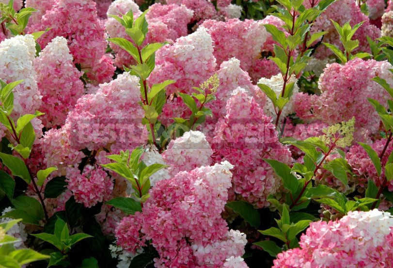 Hydrangea Paniculate: the Best Varieties and Not Only (Part 1)