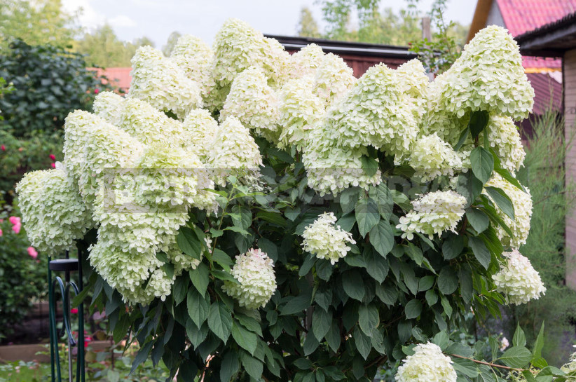 Hydrangea Paniculate: the Best Varieties and Not Only (Part 1)