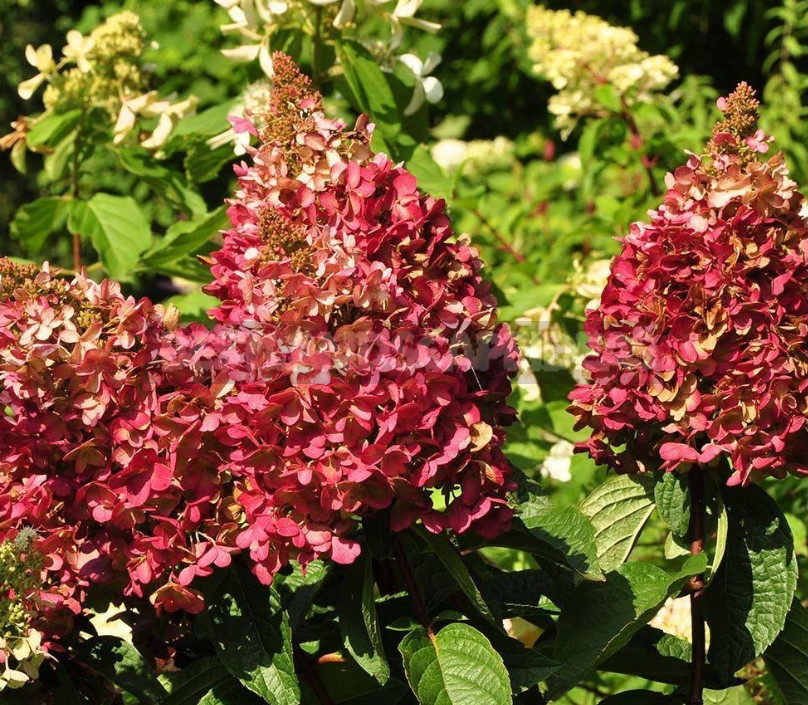 Hydrangea Paniculate: the Best Varieties and Not Only (Part 1)