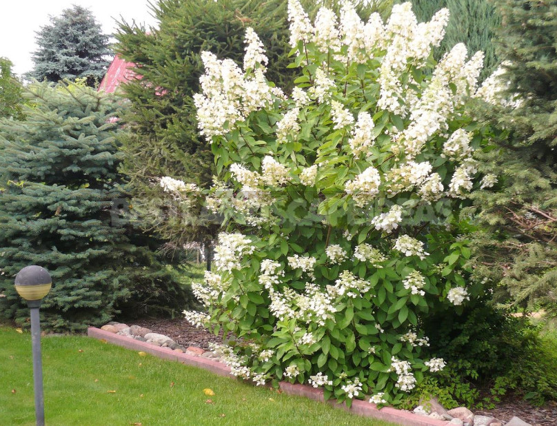 Hydrangea Paniculate: the Best Varieties and Not Only (Part 1)