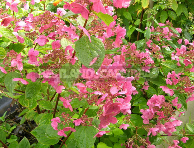 Hydrangea Paniculate: the Best Varieties and Not Only (Part 1)