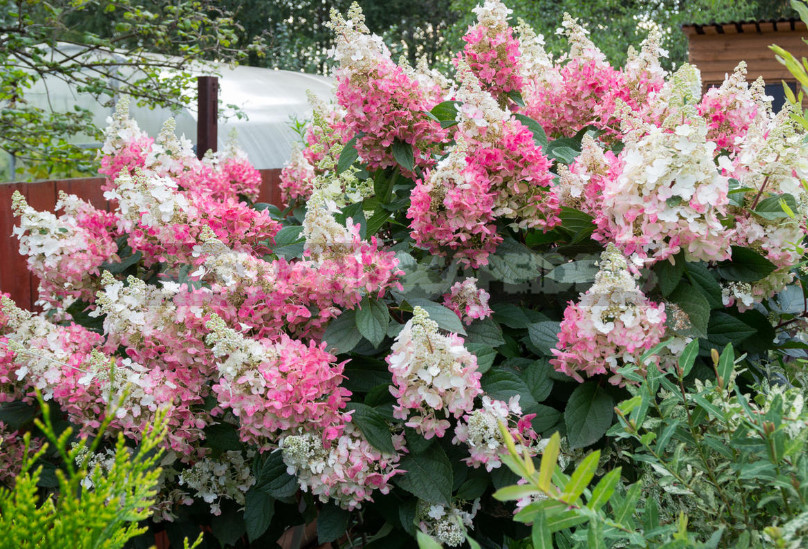 Hydrangea Paniculate: the Best Varieties and Not Only (Part 1)