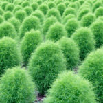 Kohia – a Beautiful Exotic Accent in the Garden